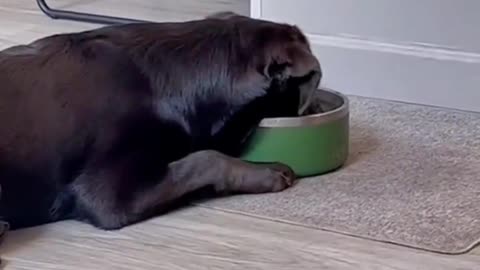 Is this silly dog drinking water? playing with water