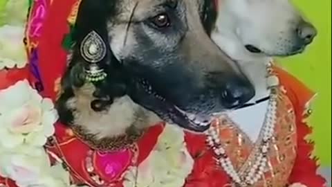 dogs marriege