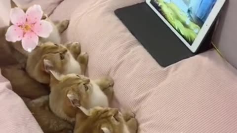 Cute And Funny Cat
