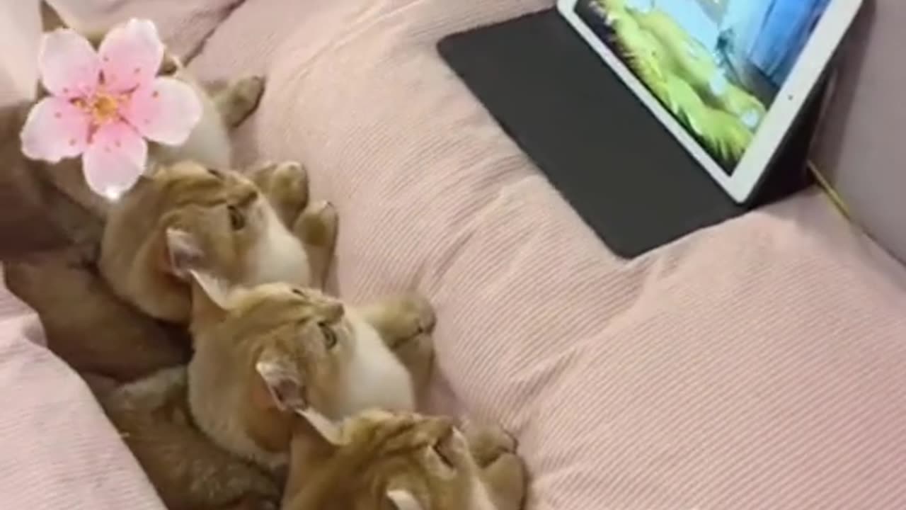 Cute And Funny Cat