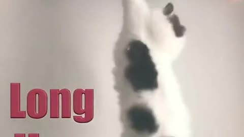 Long Live The King