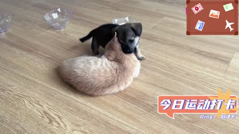 Milk cats and dogs fight