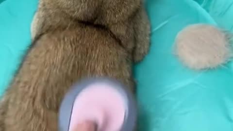 Cat Bed Window
