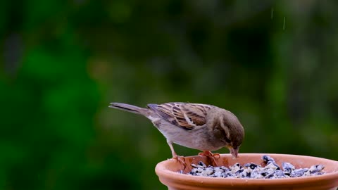 AMAZING BIRD