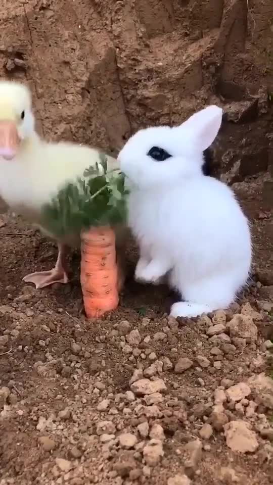 Bunny is also fast eating