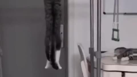Gato malhou e ficou gigante #gatos #gatostiktok