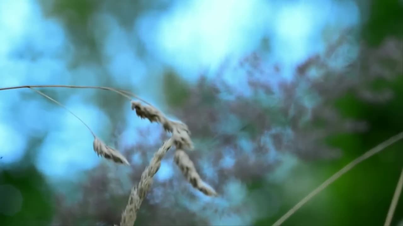 Nature And Wildlife VideoBird and animal is beautiful creature on our planet