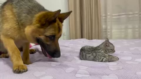 What does a German Shepherd do when a Kitten ignores him