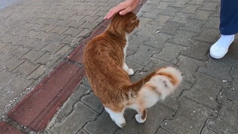 Too many cats gathered around me when they saw me