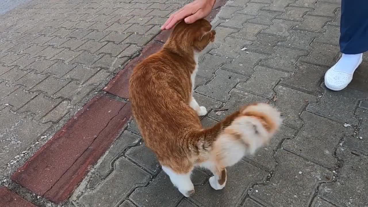 Too many cats gathered around me when they saw me