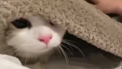 Cat Funny Videos...( Watch till the end! ❤️😂🔥) #shorts#catlove#love