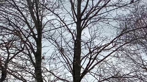 Blue Jay and blackbird