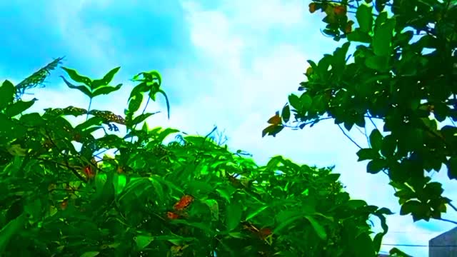 rural atmosphere in the morning in Indonesia