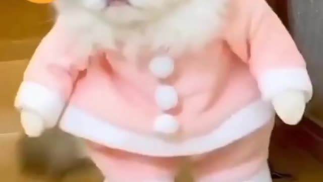 Cute cat immpressive walking,#short🐱🐱🐱
