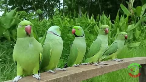 Parrot Nature Videop4