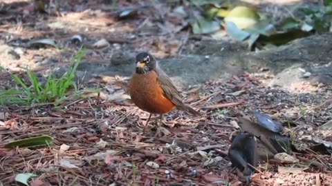 Wild Birds Special Collection With Relaxing Music