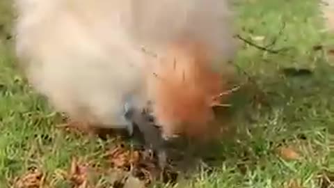 قرانکريم تلاوت زړه ته سکون ورکوى