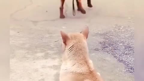 Smart dog