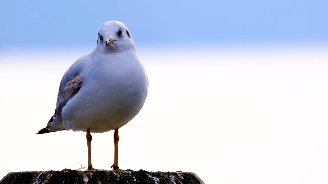 Bird for kids