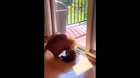 Funny dogs make your day 😂 funniest animals videos