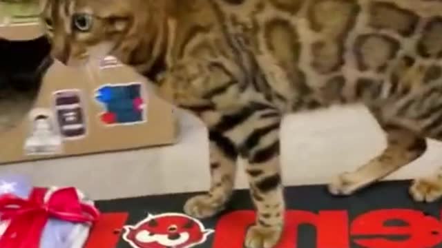 A cute cat