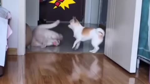 Cat funny videos