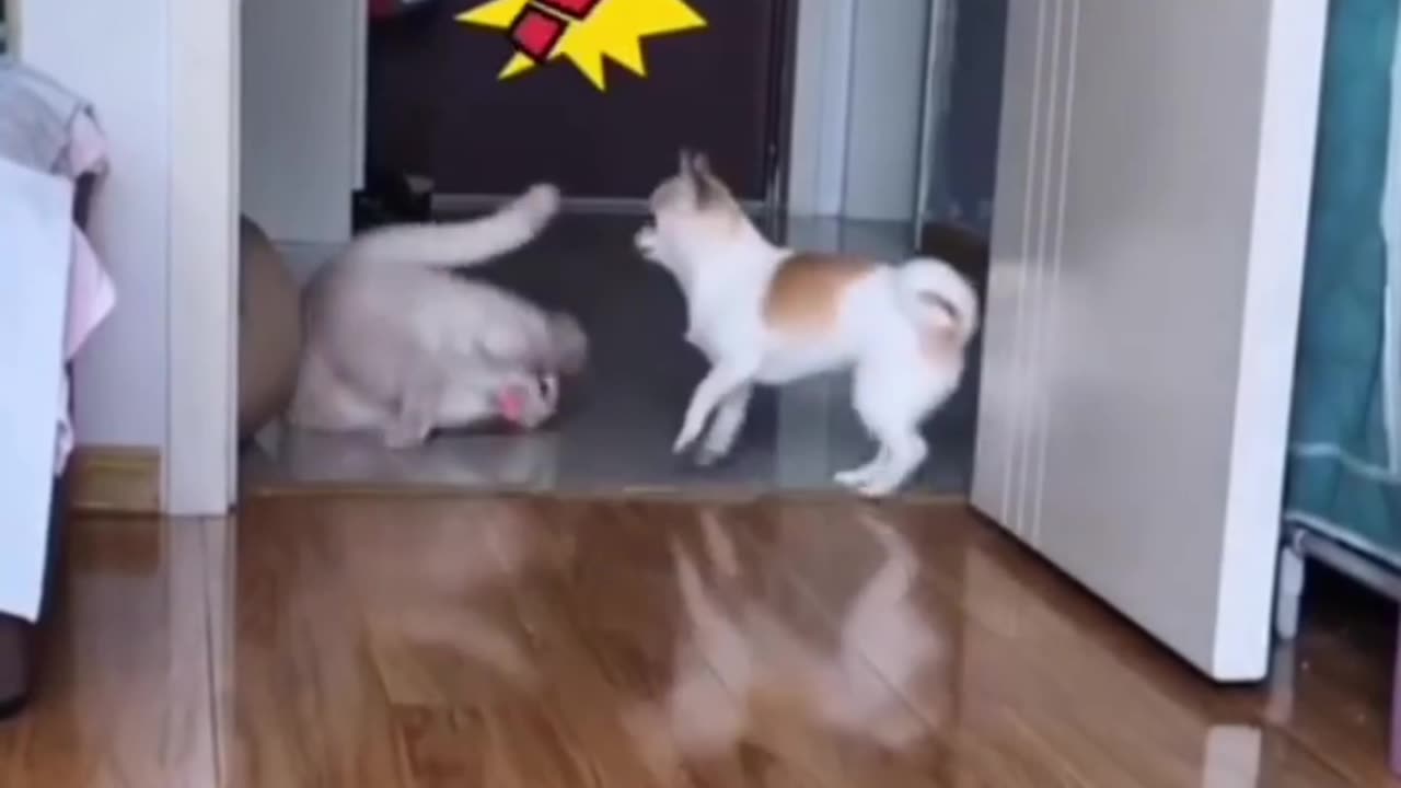 Cat funny videos
