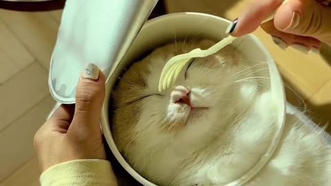 Cat, Ramen??