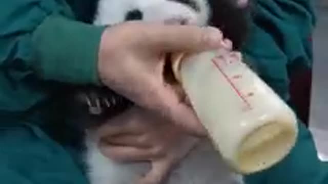 Why does the baby panda become very quiet suddenly?