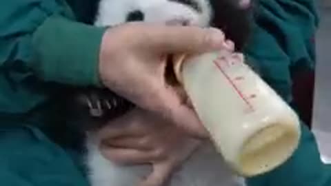 Why does the baby panda become very quiet suddenly?