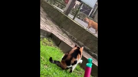 Funny Video