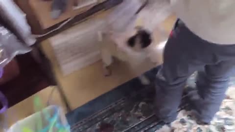 Cute dog funny barking videos 🎥 part #1 ❤😊