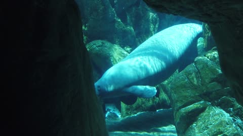 Manatee Dugong Ocean Aquarium Sea Water Cow
