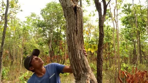 Tear Wood To Find Parrots_ A lot of Birds