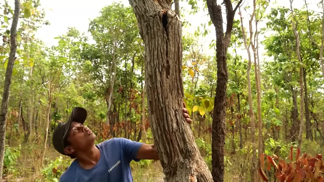 Tear Wood To Find Parrots_ A lot of Birds