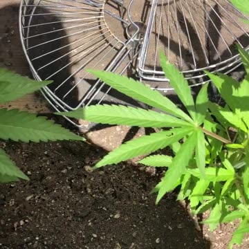 Cannabis Garden Update: SCROG Lines Started