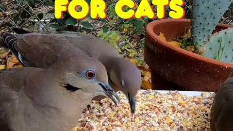Cat videos