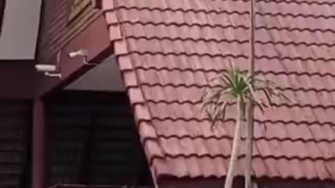 monkey who knows how to live life