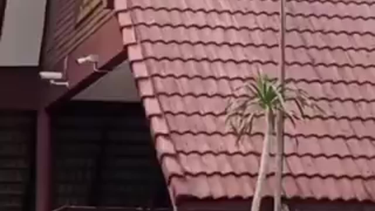 monkey who knows how to live life