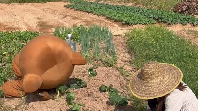 Funny Bear Video