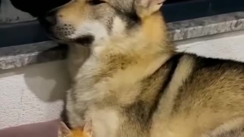 Cat Vs Dog 🐱 🐕 😂| What they allow themselves | Funny Animal video 2024