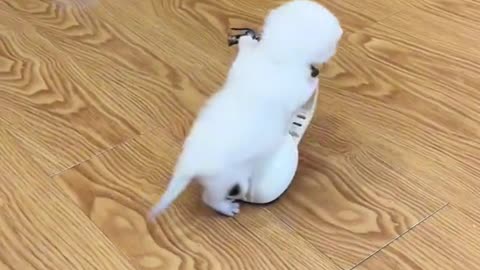 TikTok Animal Fun, Funny Videos, Cat funny Videos