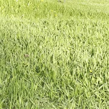 Pair of geese walking on the grass