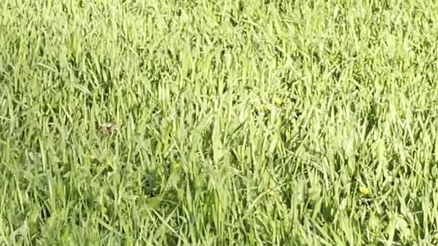 Pair of geese walking on the grass