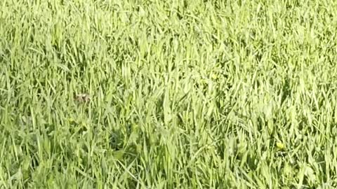 Pair of geese walking on the grass