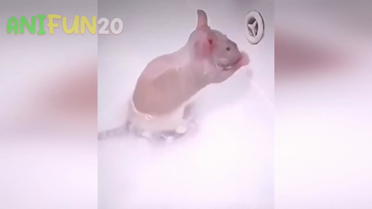 best funniest animal videos 2023🤣
