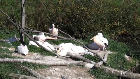 PELICAN_BIGEST BIRD IN THE WORLD
