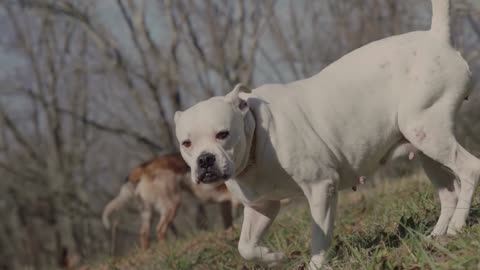 Angry Dog Trying to Bite Another