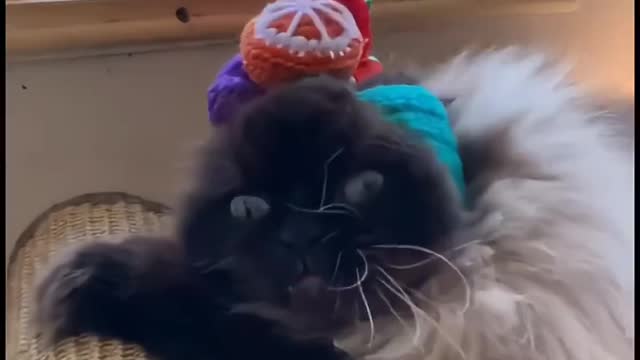 Cute little animals61