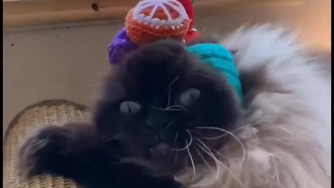 Cute little animals61